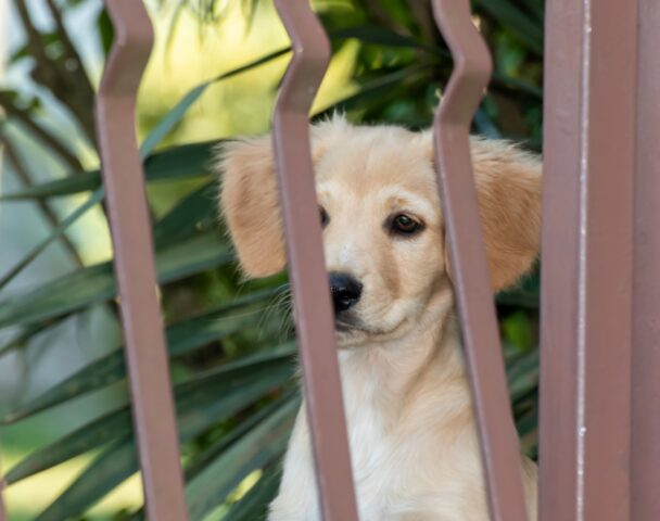 Il cane vuole fuggire dal cortile, perché e come evitarlo?