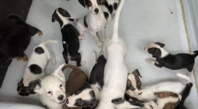 Cuccioli di cane sequestrati a Bassignana: ora sperano in una vita migliore