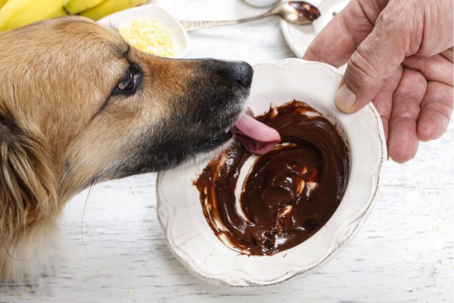 cane lecca piatto con cioccolato