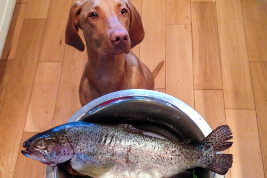 cane davanti a piatto di pesce