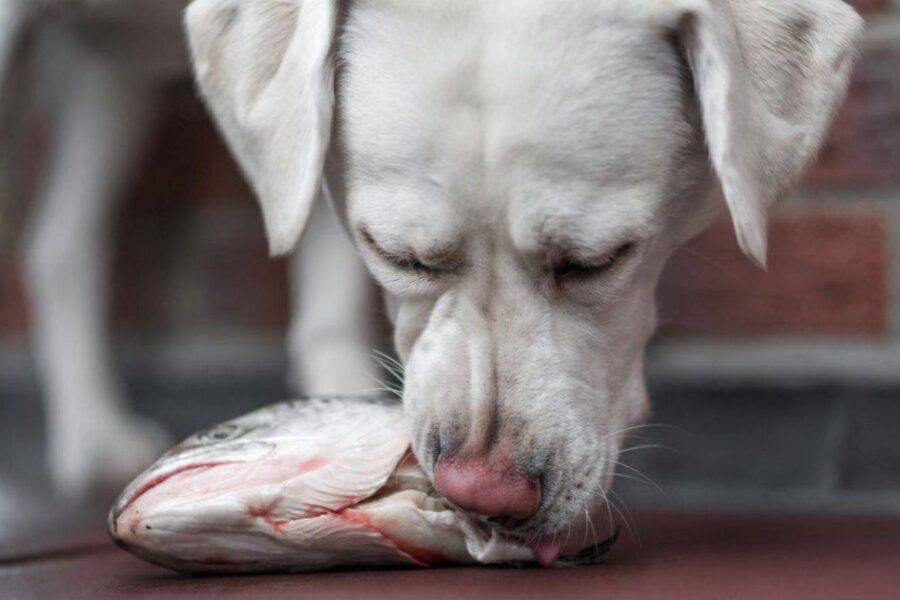 cane mangia testa di pesce