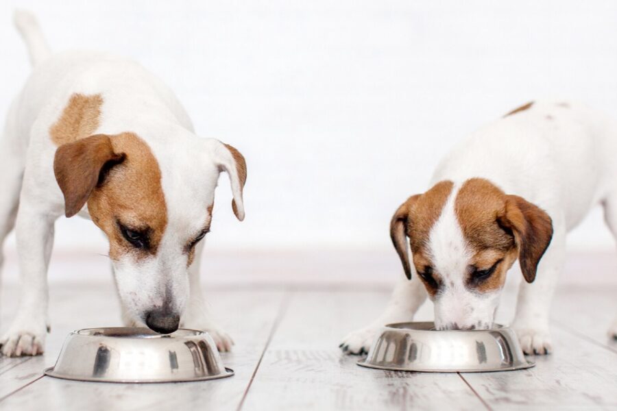 cani che mangiano dalle ciotole