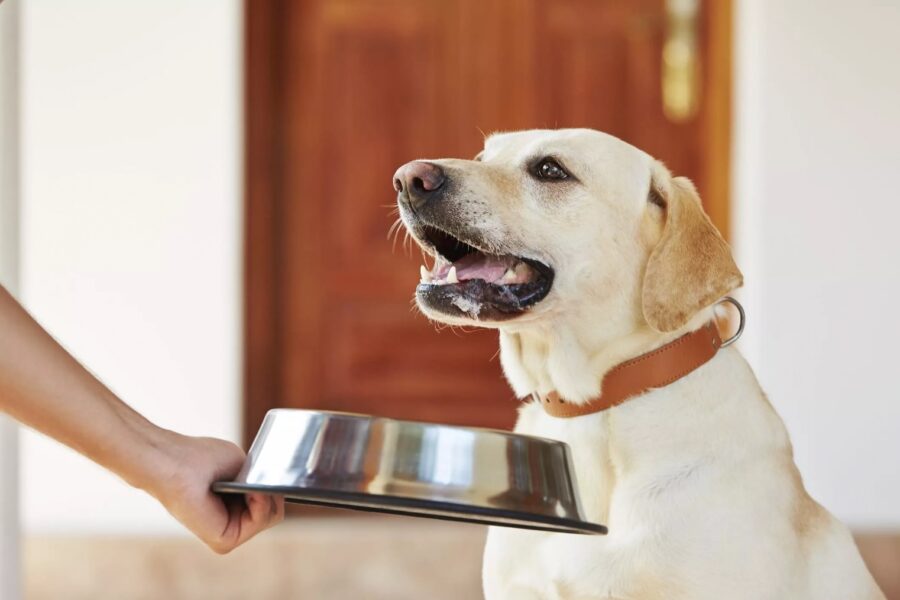 cane pronto a mangiare