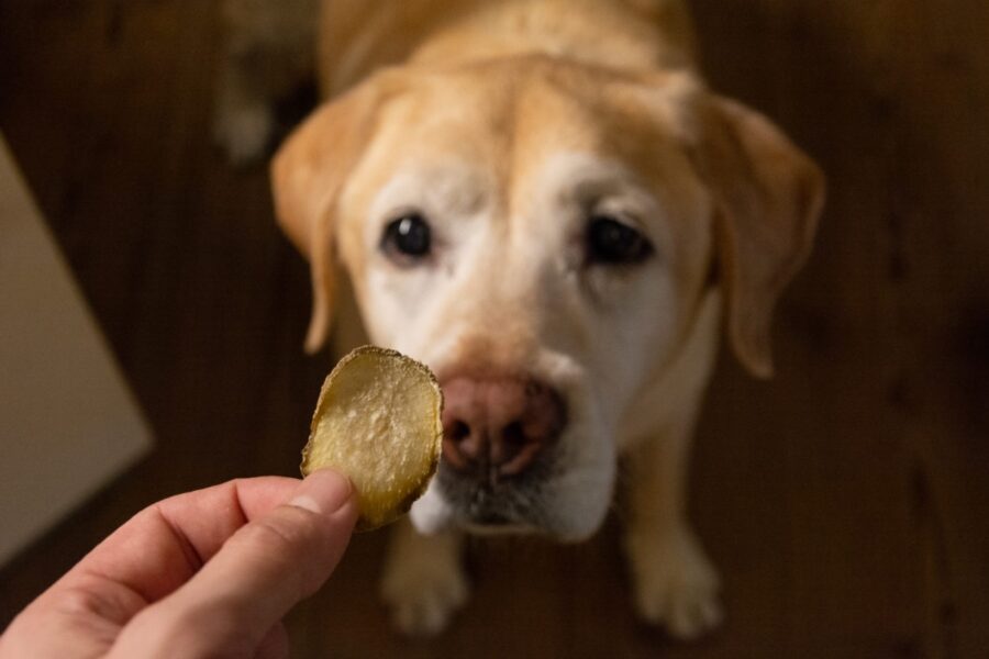 cane vuole le patate in busta