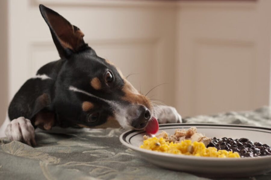 cane ruba cibo dal piatto