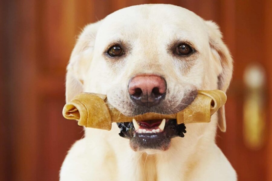 cane con osso in bocca