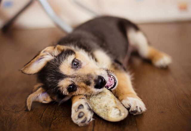 I cani possono mangiare le patate? Pro, contro, consigli e ricette