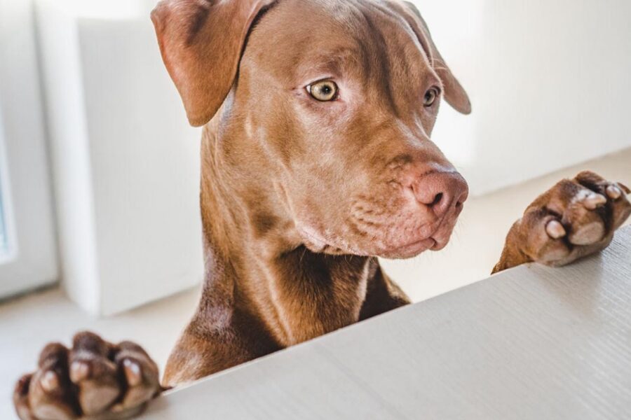 cane curioso