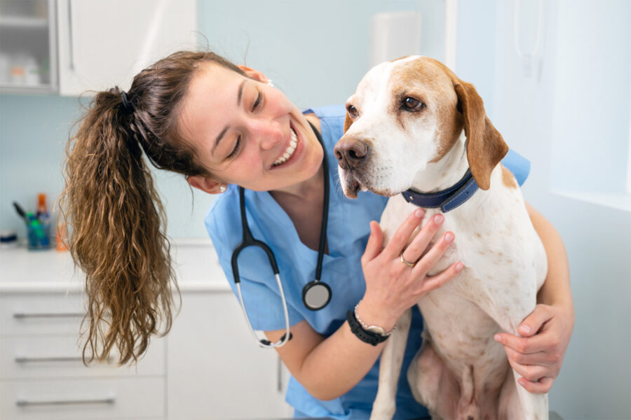 cane dalla veterinaria