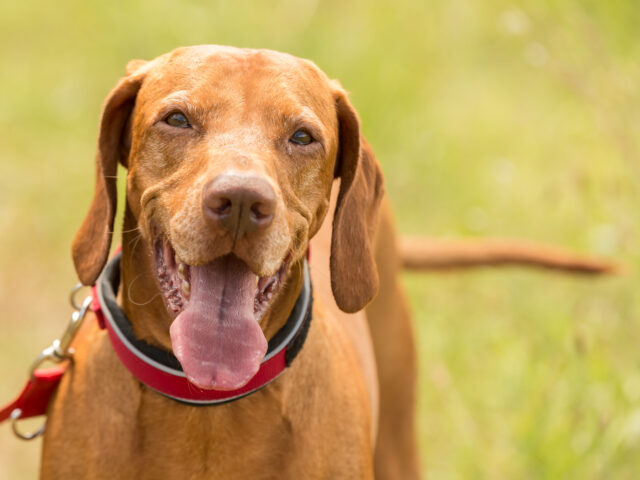 È vero che i cani sterilizzati vivono di più?