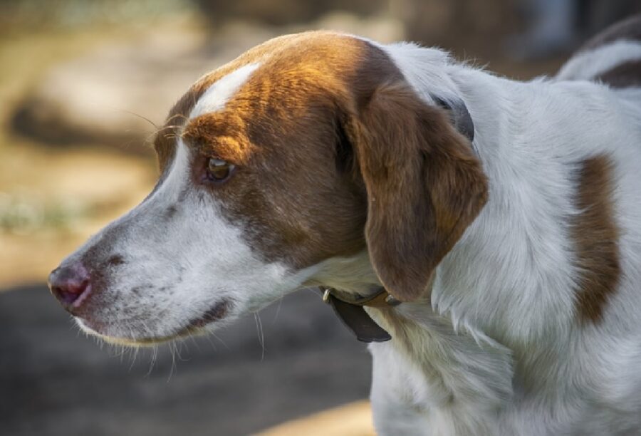 cane sentimento di paura