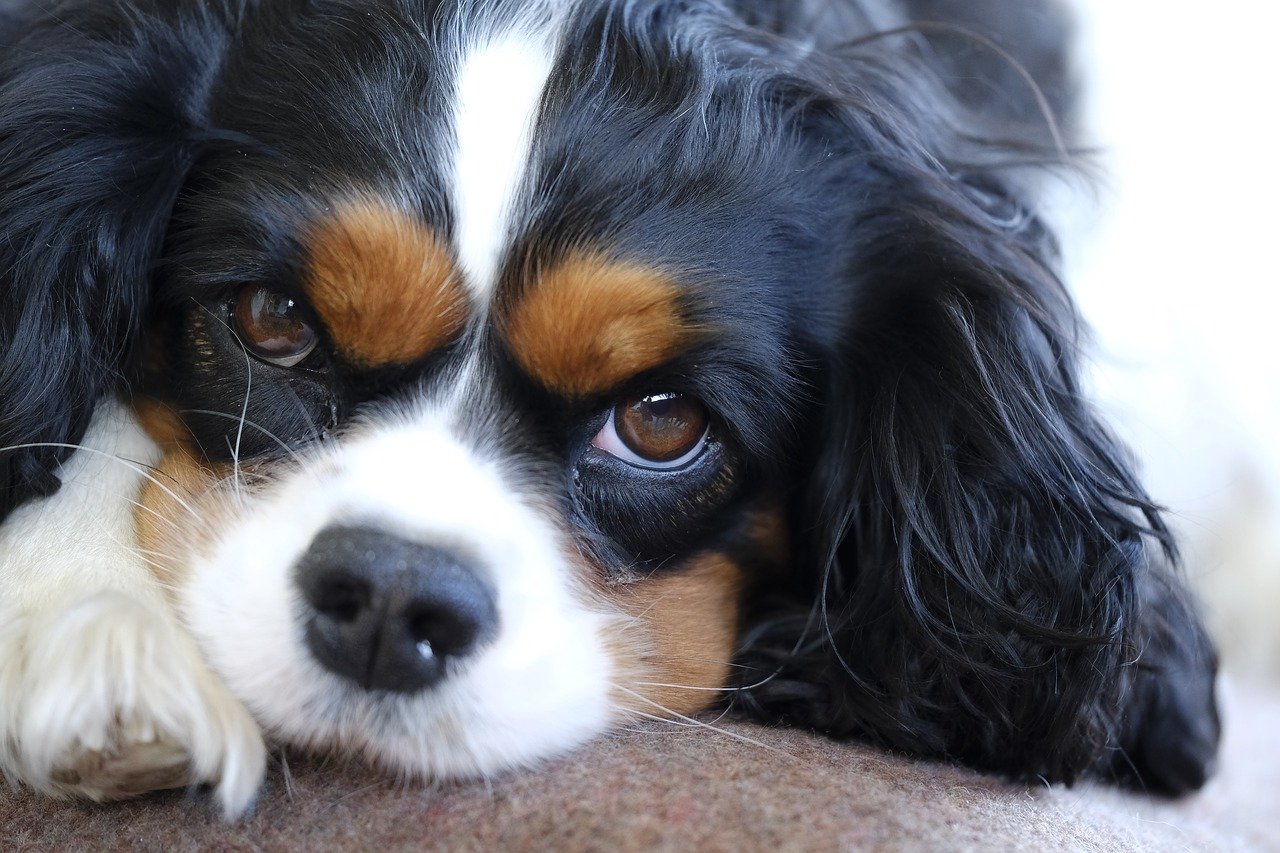 cavalier occhi dolci