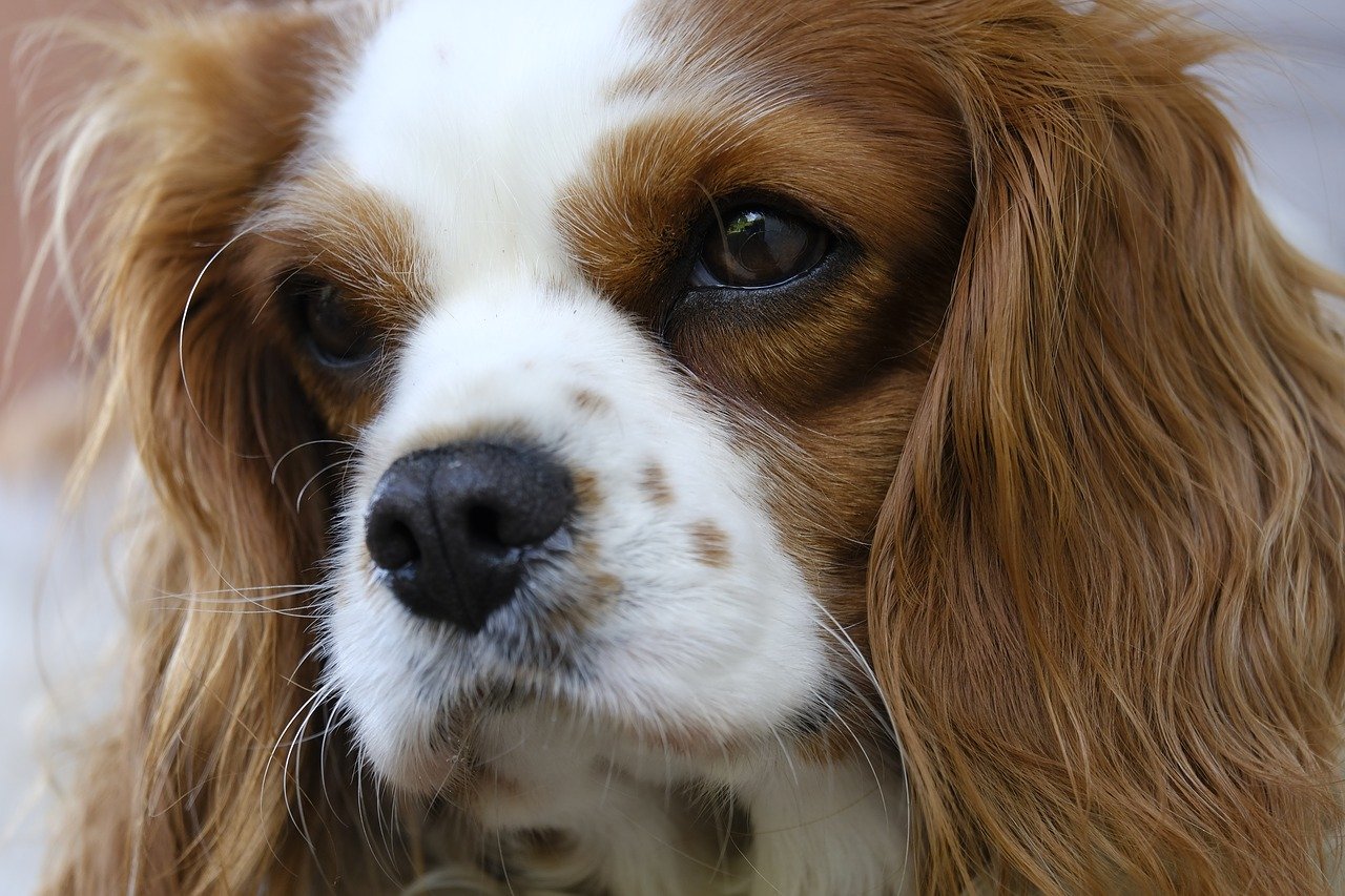 cavalier colori chiari