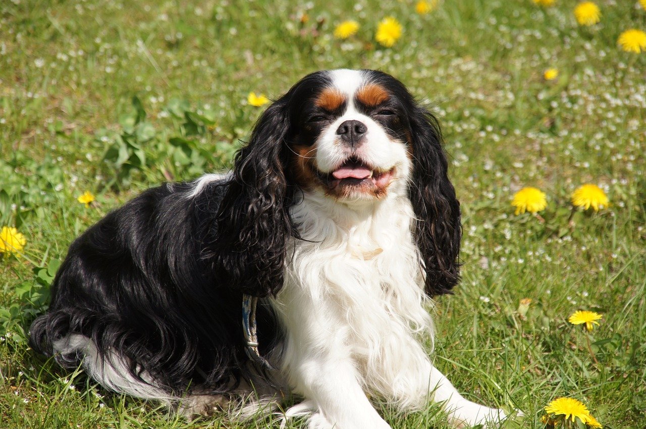 cavalier king nell'erba