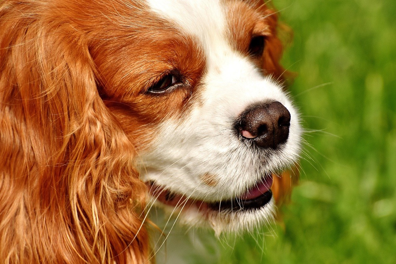 cavalier felice