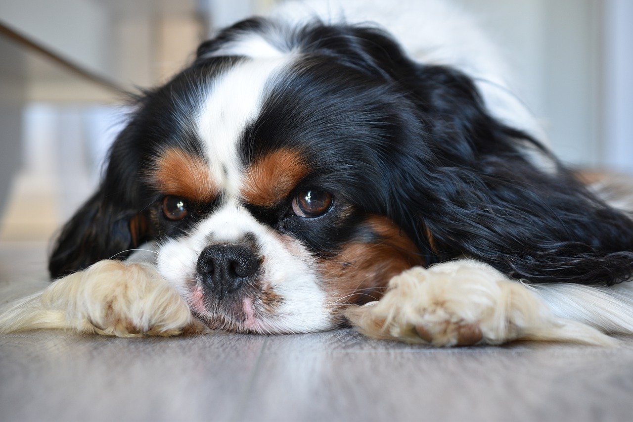 cavalier nasino all'insù