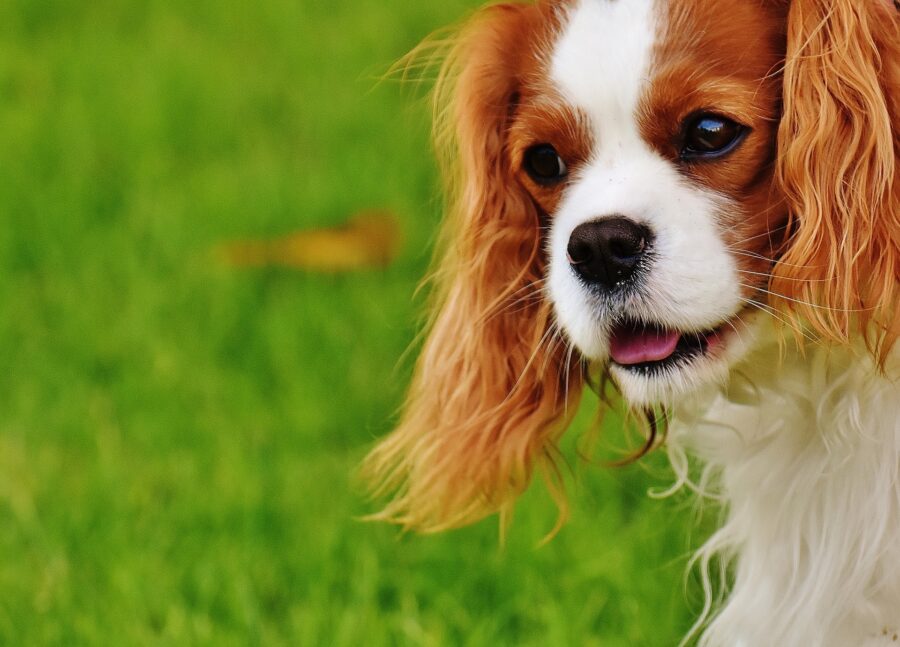 Cavalier King: comportamento, cure, alimentazione e tutto ciò che bisogna sapere