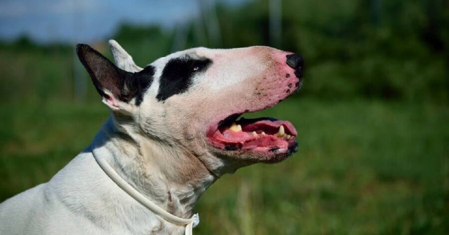 cane guarda la volontaria