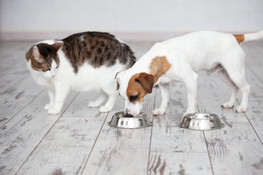 gatto guarda cane che mangia