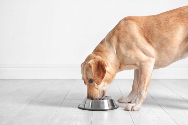 Cibi che aiutano il cane a digerire, i migliori per Fido