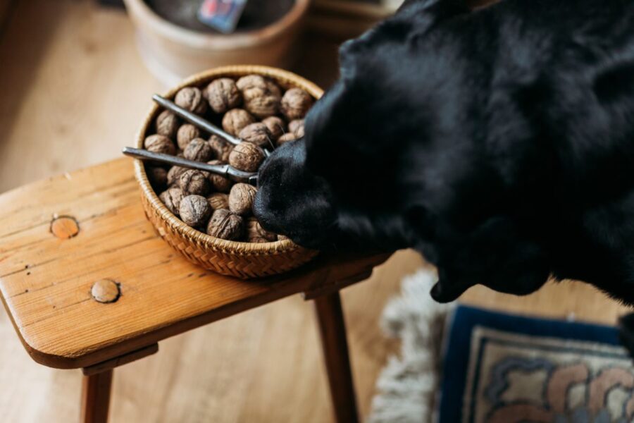 cane e noci