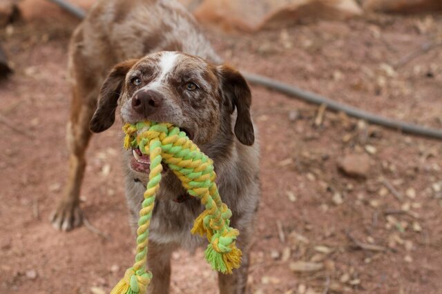 Corda di tessuto per cane fatta in casa: tutti i passaggi