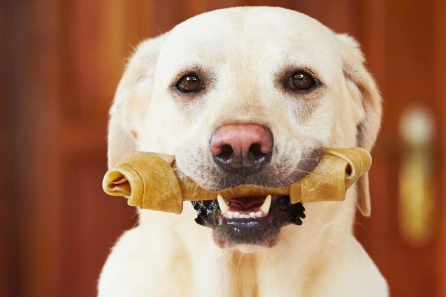 cane con osso tra i denti