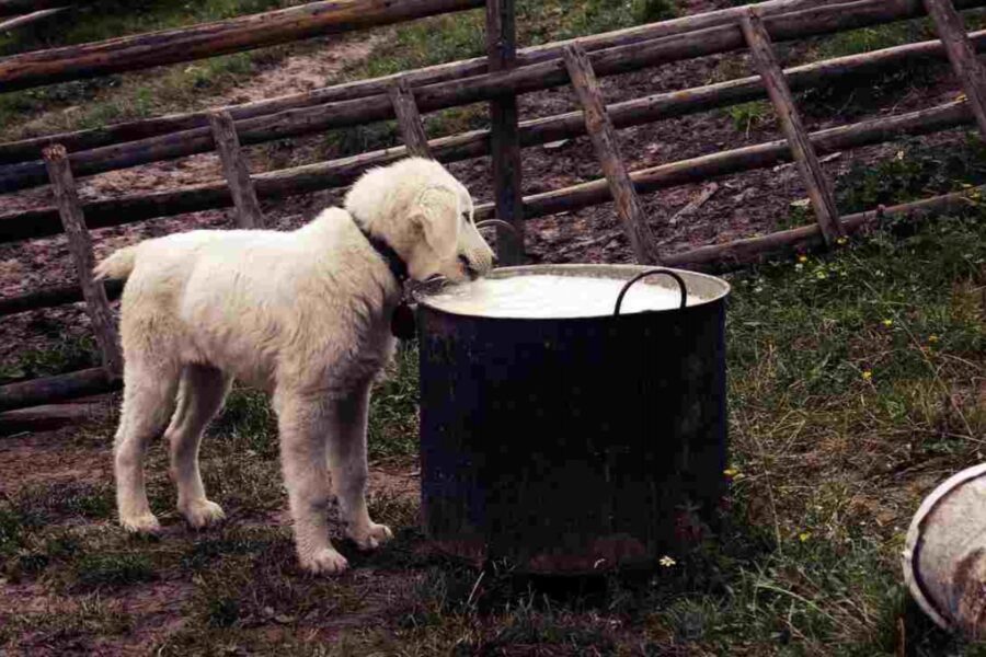cucciolo di cane beve latte