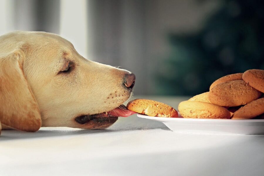 cane ruba biscotti