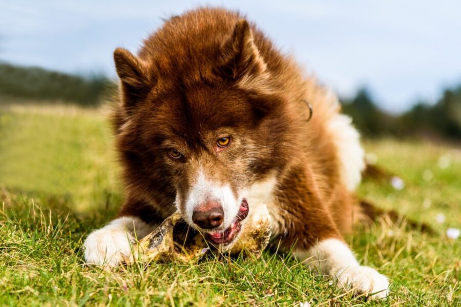 cane mangia osso