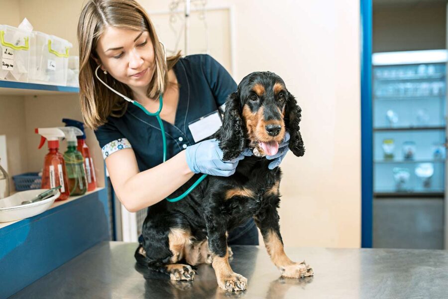 cane dalla veterinaria