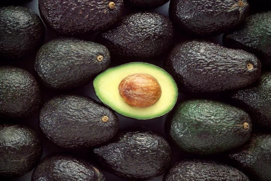 avocado fa male al cane