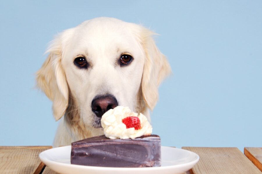 cane davanti a una fetta di torta