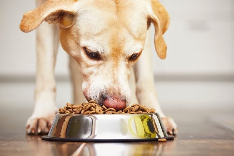 cane che mangia crocchette