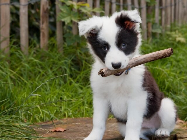 5 cose che renderanno indipendente il cucciolo di cane, le migliori