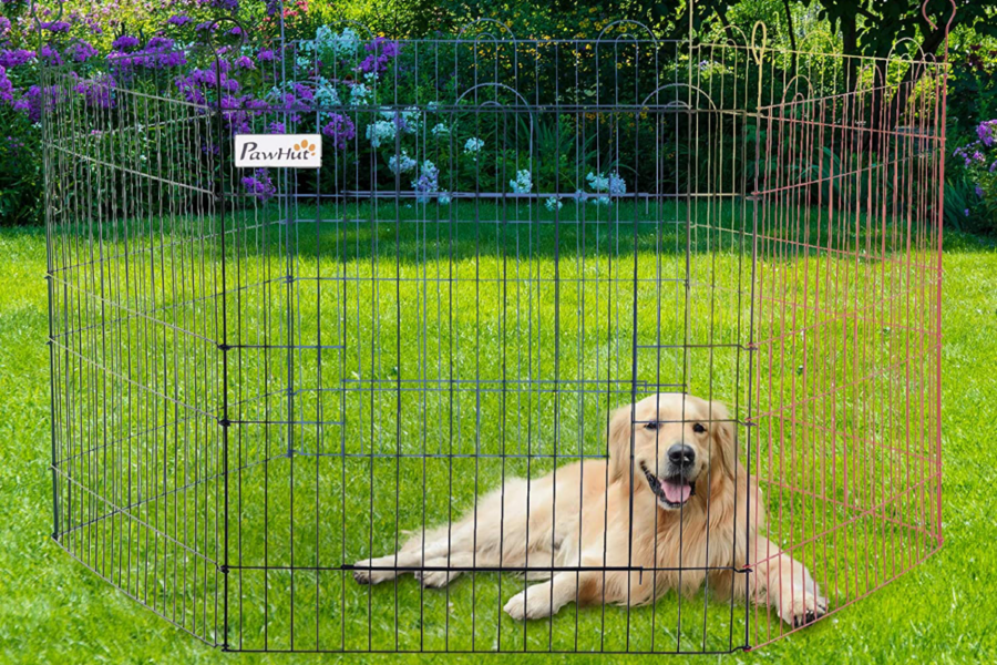cane nel recinto