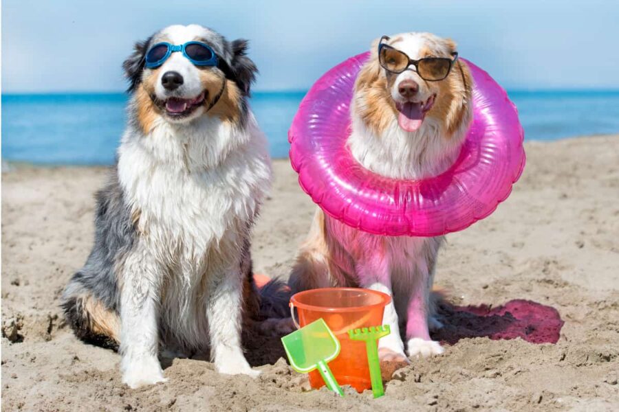 cani con accessori da spiaggia