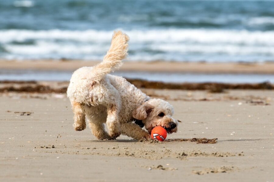 cane rincorre pallina al mare