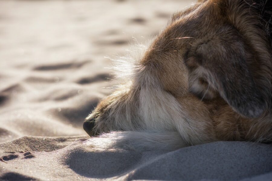 cane dorme al mare