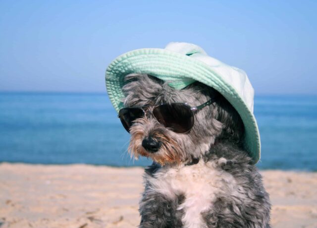 10 cose da fare con il cane in spiaggia: le più divertenti in assoluto