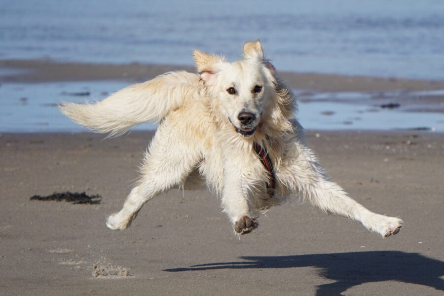 cane che salta in spiaggia