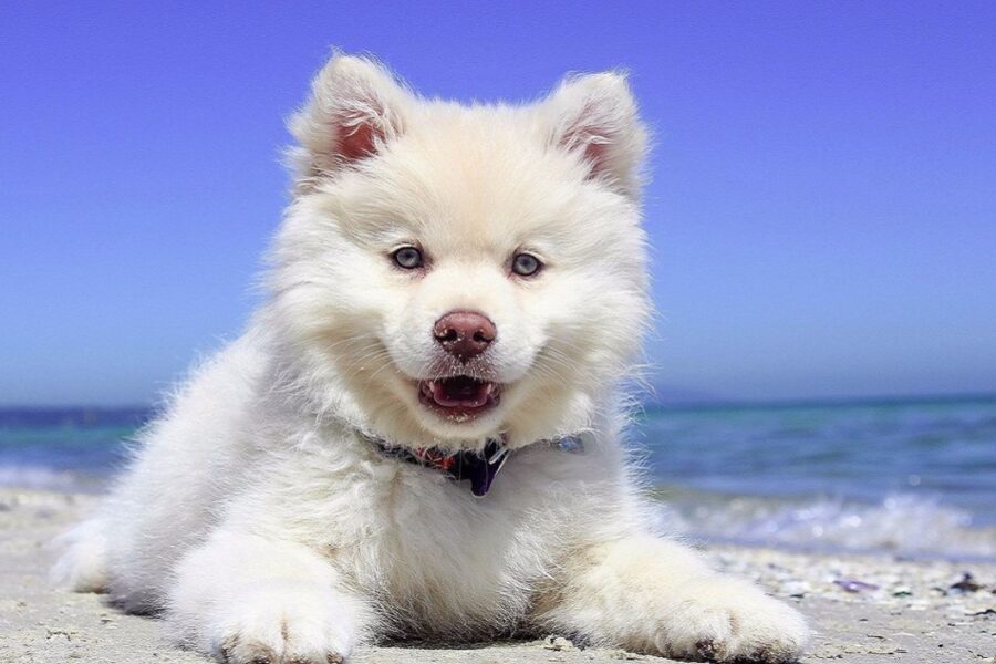 cane cucciolo al mare