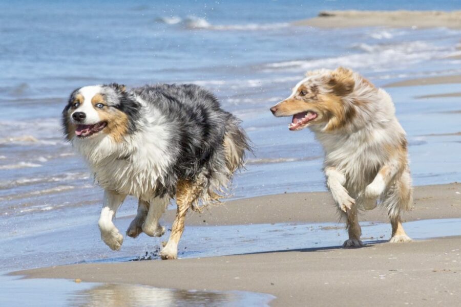 cani corrono in riva al mare