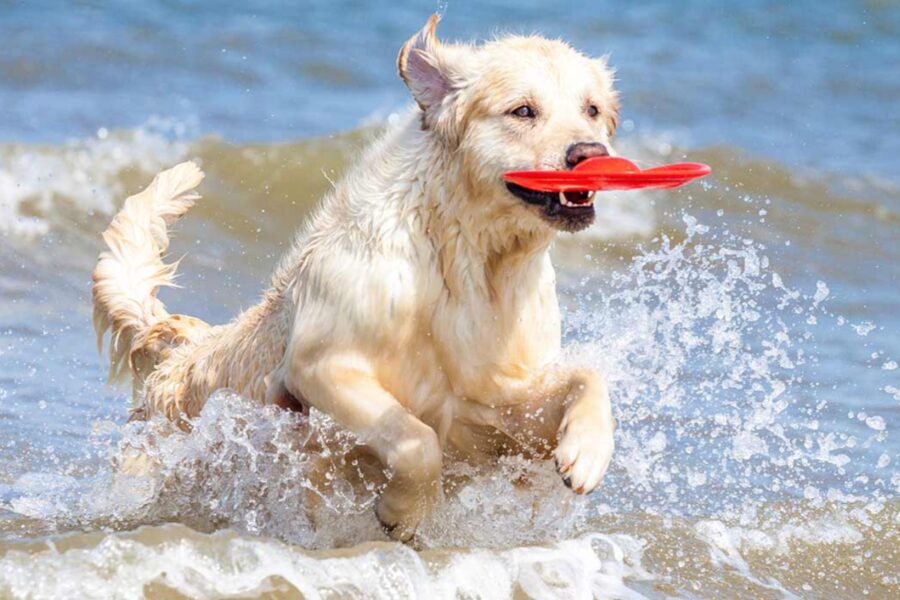 cane gioca al mare