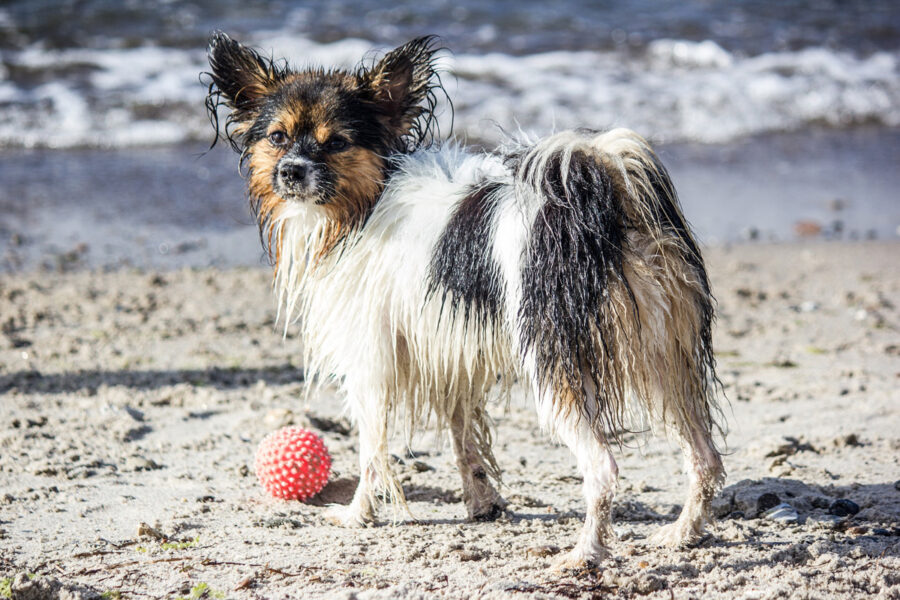 cane bagnato