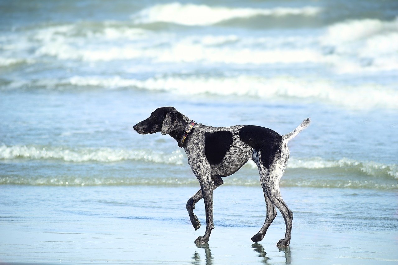 cane passeggia al mare