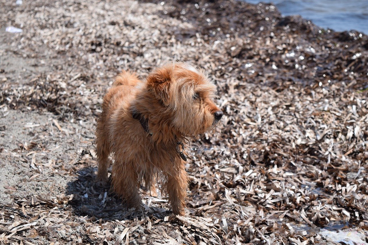 cane in montagna