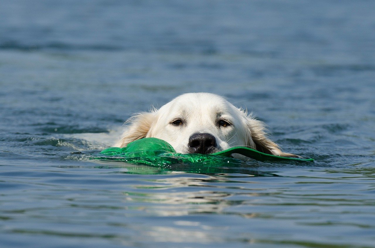 cane nuota in mare