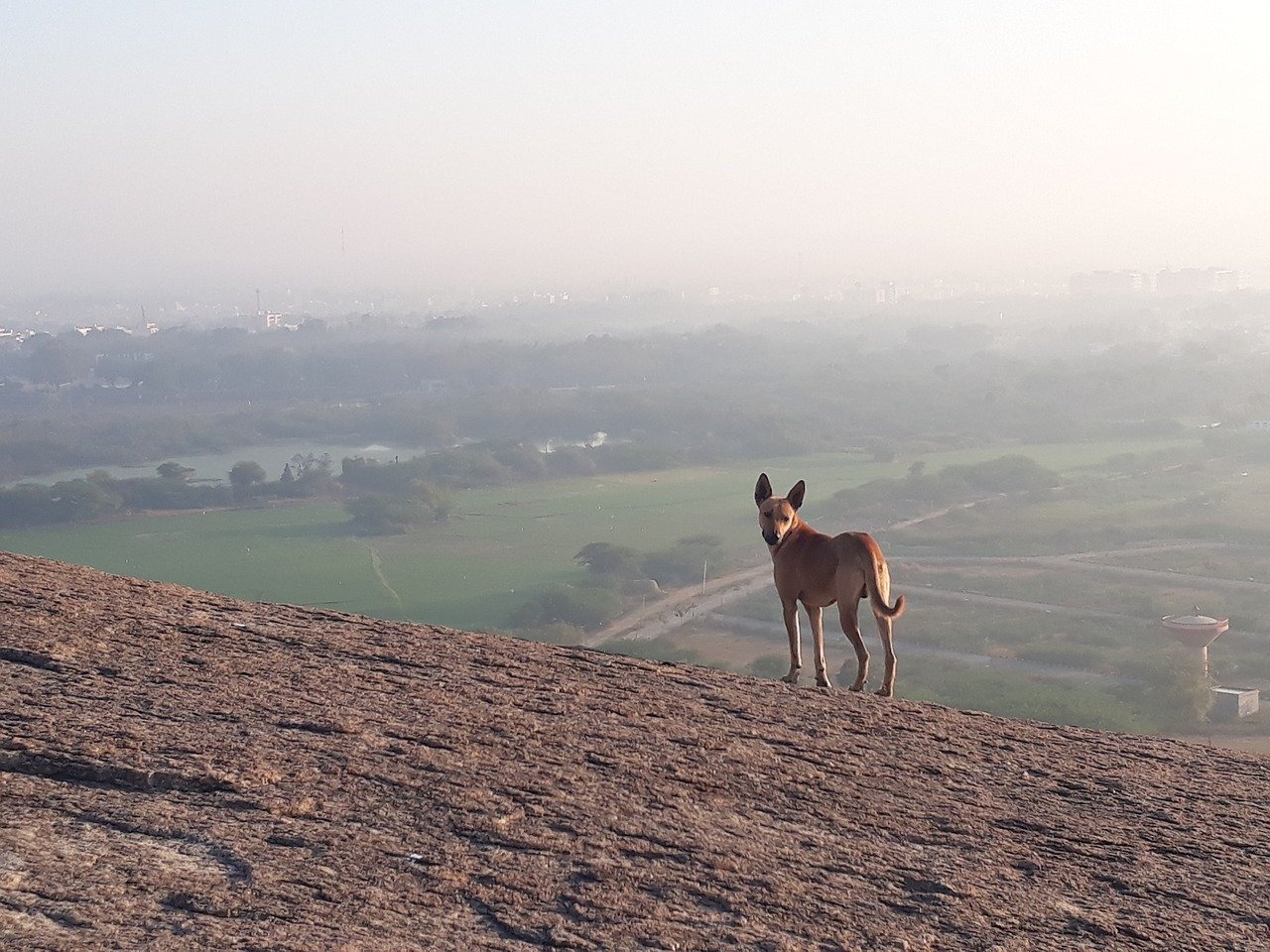 cane sulle colline