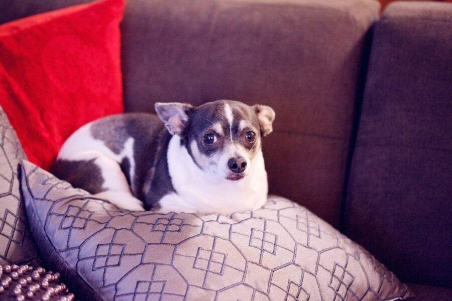 cagnolino preoccupato